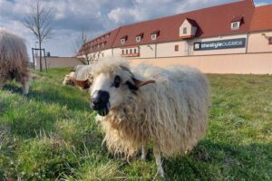 Roppenheim The Style Outlets renforce son engagement pour la biodiversité